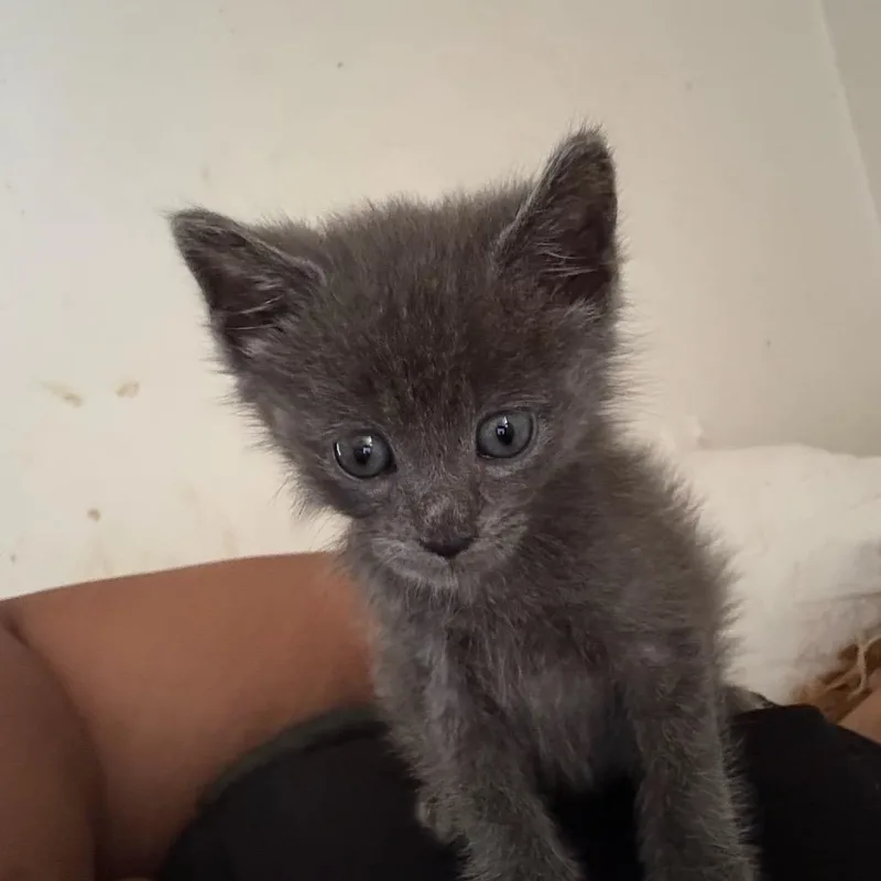 A baby small-sized male Gray / Blue / Silver Domestic Short Hair cat named Mister for adoption in Roxboro, NC