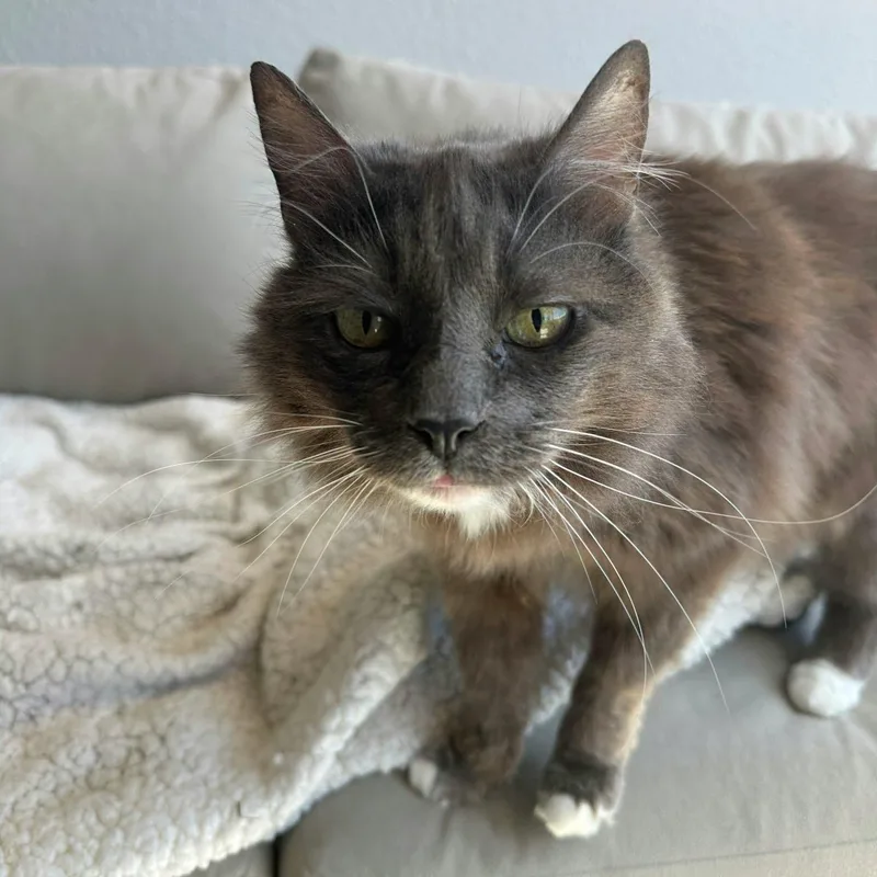 An adult medium-sized female Gray & White Domestic Long Hair cat named Princess for adoption in Concord, CA