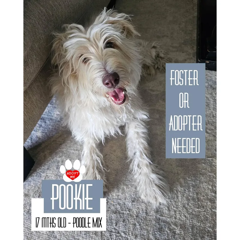 Pookie thumbnail 2