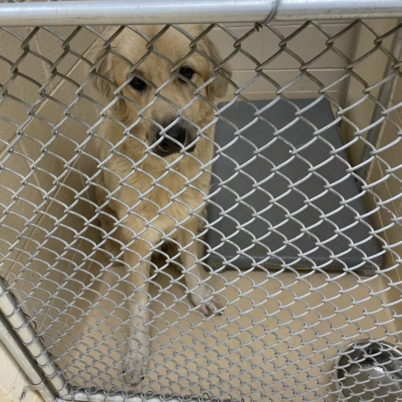 A young large-sized male Mixed Breed dog named Lucian for adoption in Winston-Salem, NC