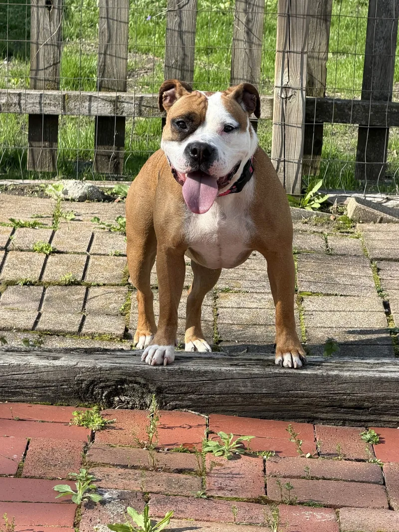 An adult medium-sized female Golden American Staffordshire Terrier dog named Asha for adoption in Homewood, IL