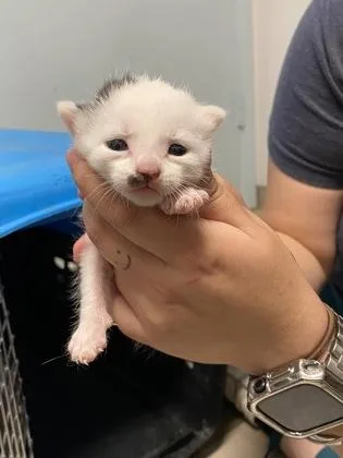 A baby small-sized male Domestic Short Hair cat named Scone for adoption in Daytona Beach, FL