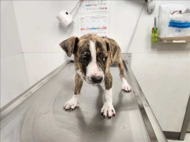 A baby small-sized female Staffordshire Bull Terrier dog named Carnation for adoption in Los Angeles, CA