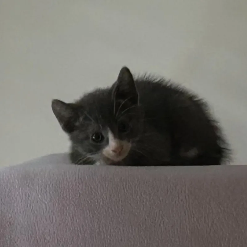A baby small-sized male Gray / Blue / Silver Domestic Short Hair cat named Macon Orange for adoption in East Hanover, NJ