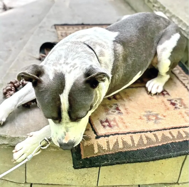 An adult medium-sized male American Staffordshire Terrier dog named Kenny for adoption in Longview, TX
