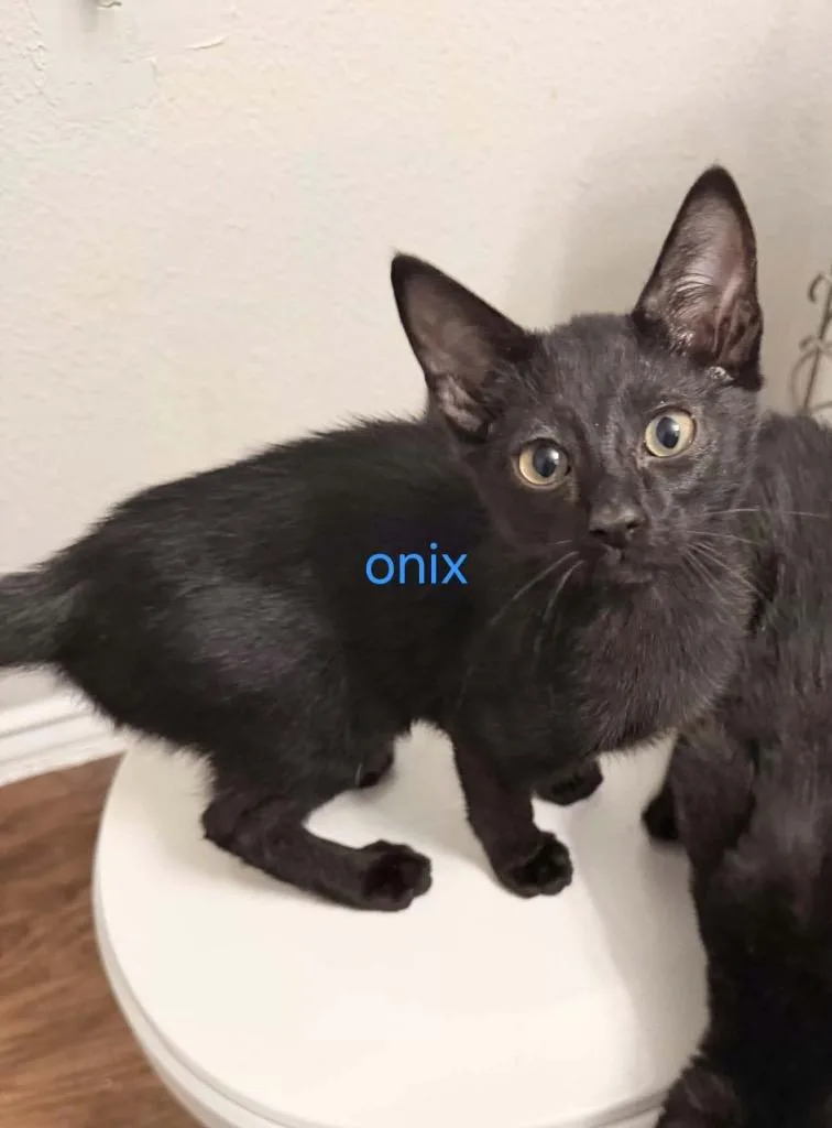 A baby small-sized male Bombay cat named Onyx for adoption in San Antonio, TX