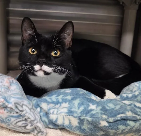 A young medium-sized male Domestic Short Hair cat named Trevor for adoption in Millersville, MD
