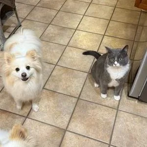 An adult large-sized male Gray / Blue / Silver Domestic Short Hair cat named Cloudy for adoption in Fredericksburg, VA