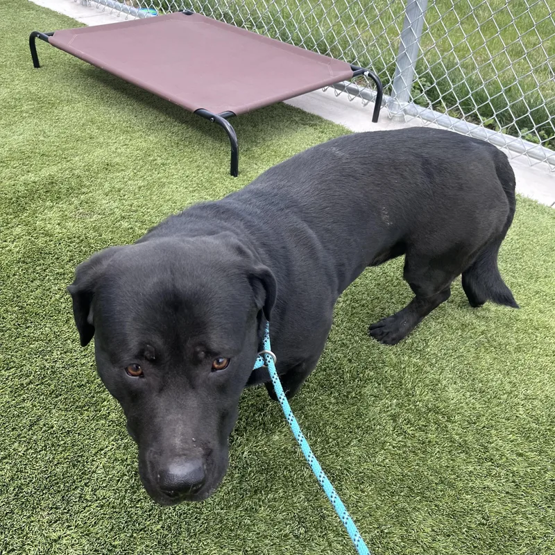 An adult medium-sized male Black Basset Hound dog named Frodo for adoption in Liberty, MO