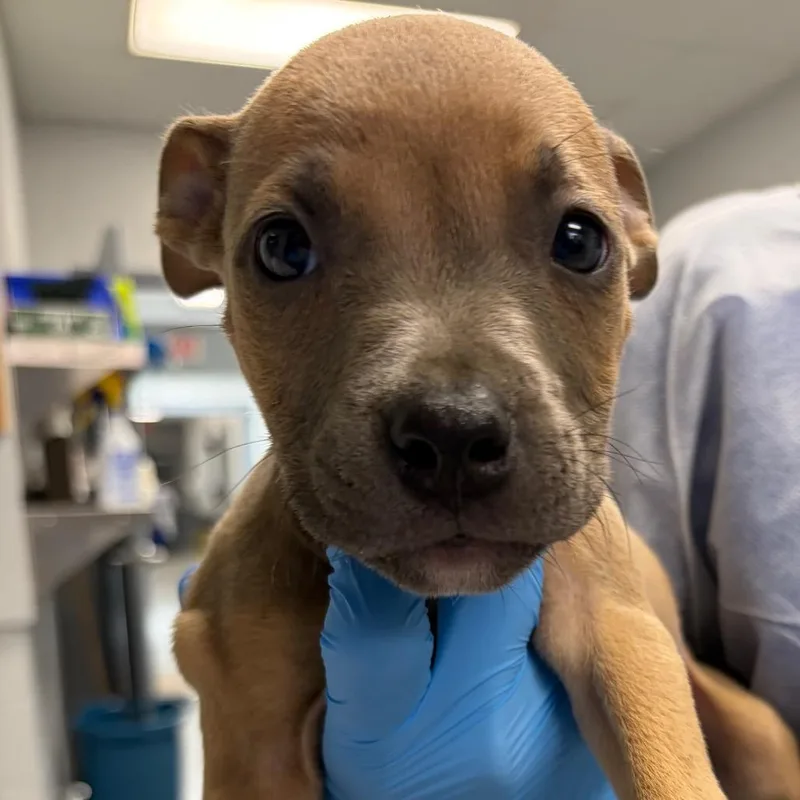 A baby small-sized male Brown / Chocolate Mixed Breed dog named Pup for adoption in Greenville, SC