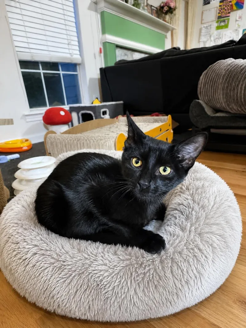 A baby small-sized female Black Domestic Short Hair cat named Sophie AKA toothless for adoption in Lawrenceville, GA