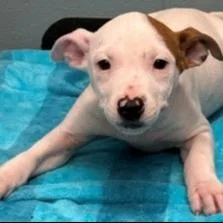 A young large-sized female Pit Bull Terrier dog named Teetee for adoption in Kansas City, MO