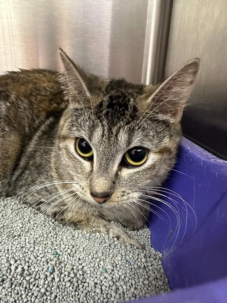 A young medium-sized female Domestic Short Hair cat named Mars for adoption in Jonesboro, AR