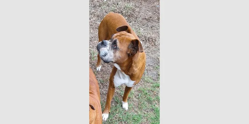A senior medium-sized female Boxer dog named Dasha for adoption in Hewitt, TX