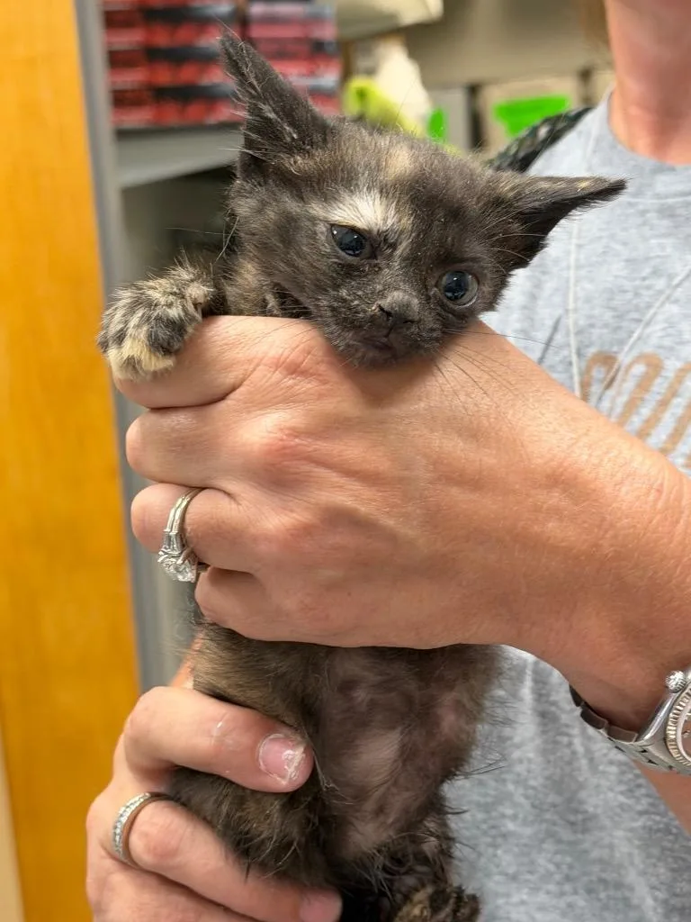 A baby medium-sized female Domestic Short Hair cat named TikiTaka for adoption in Sorrento, LA