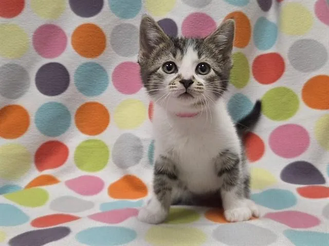 A baby small-sized female Domestic Short Hair cat named Soppressata for adoption in Ames, IA