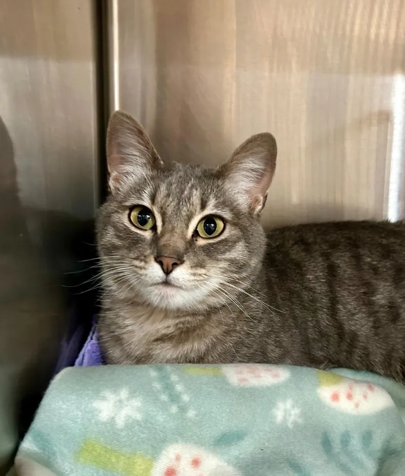 A young medium-sized female Domestic Short Hair cat named Dotty for adoption in Cottonwood, AZ