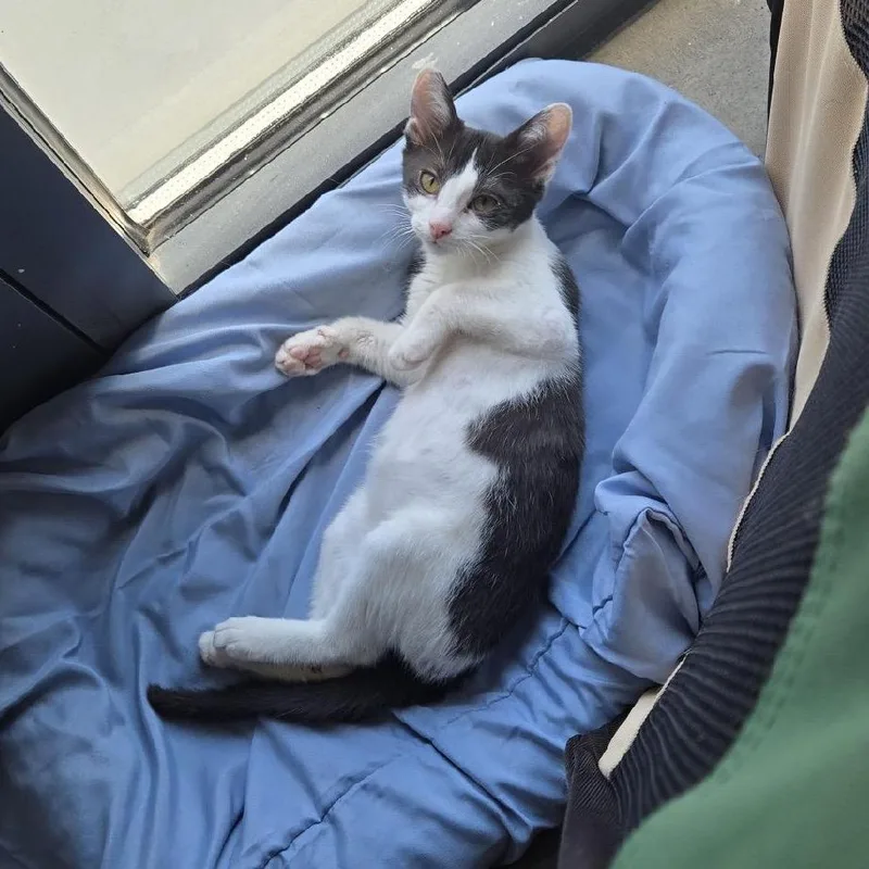 A baby small-sized female White Domestic Short Hair cat named Ivy for adoption in Pasadena , MD
