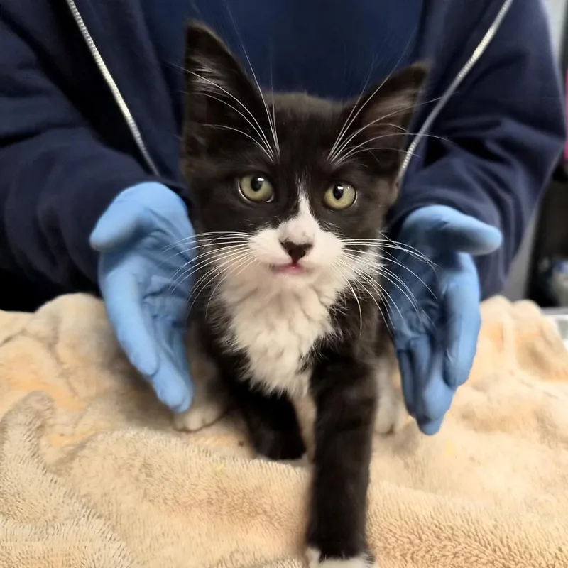 A baby small-sized female Black Domestic Short Hair cat named Honey for adoption in Newark, NJ