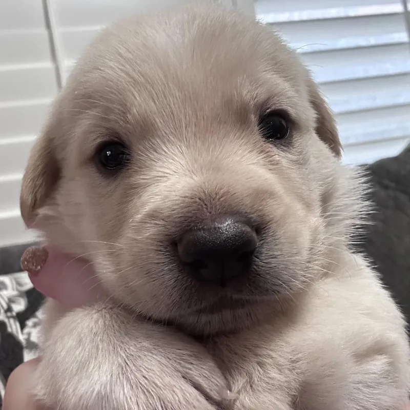 A baby medium-sized male Yellow / Tan / Blond / Fawn Shepherd dog named Ghost buster for adoption in Phoenix, AZ