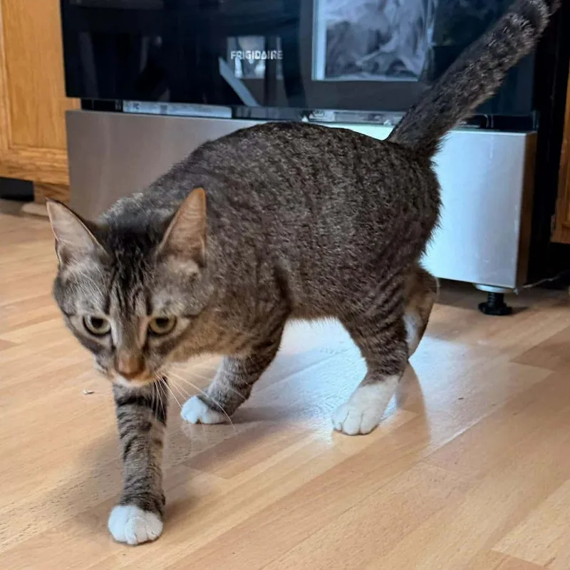 An adult medium-sized female Brown / Chocolate Domestic Short Hair cat named Michi for adoption in Grand Rapids, MN