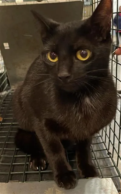 A young medium-sized female Domestic Short Hair cat named Faye for adoption in Palmetto, FL