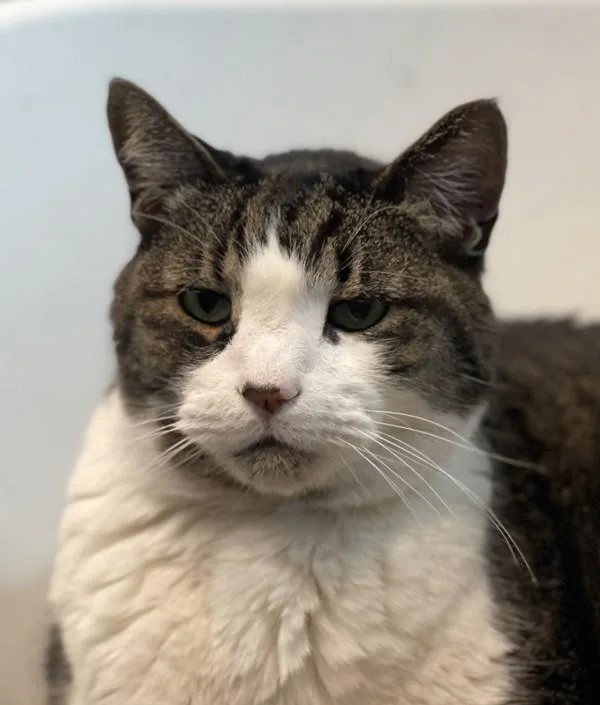 A senior small-sized male Domestic Short Hair cat named Quiche for adoption in Golden, CO