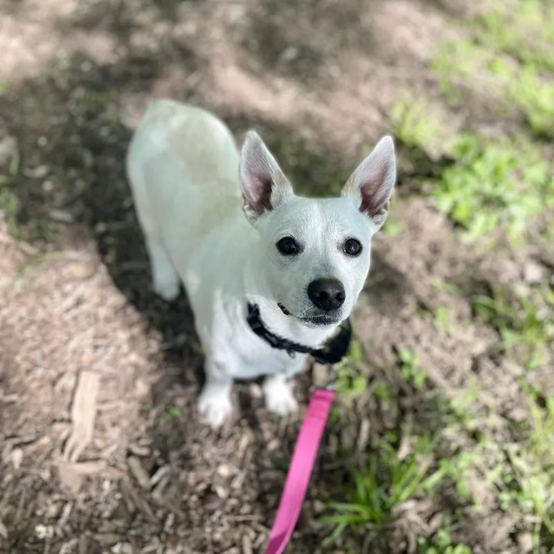 Boo Radley thumbnail 2