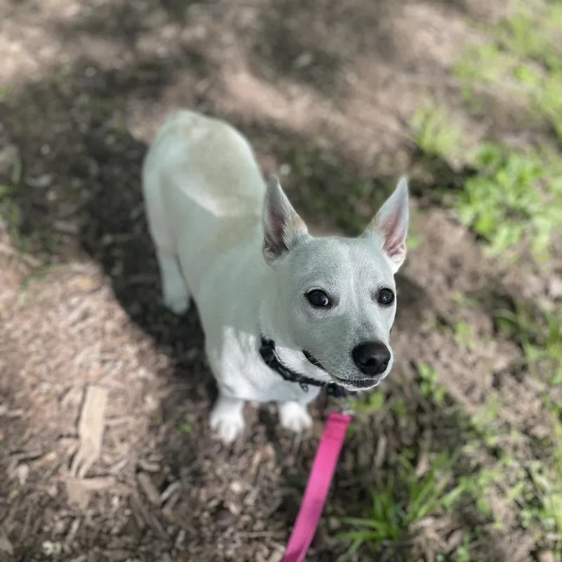 Boo Radley thumbnail 3