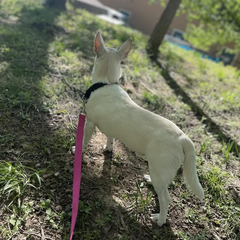 Boo Radley thumbnail 4