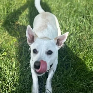 Boo Radley thumbnail 5