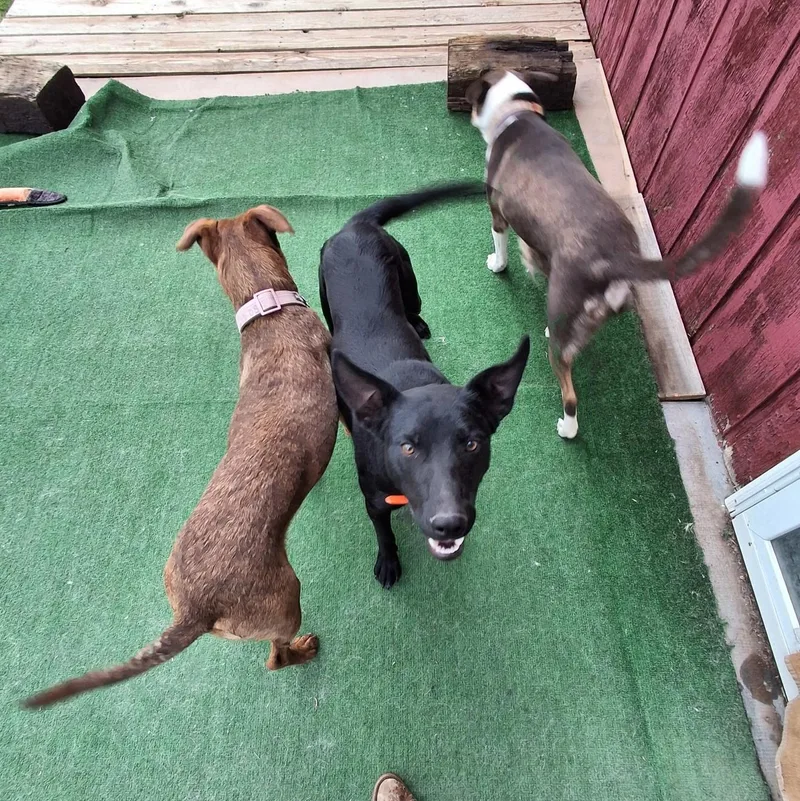 A baby medium-sized male Black Australian Kelpie dog named Rounder for adoption in Bend, OR