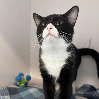 A young medium-sized male Domestic Short Hair cat named Cheese Curd for adoption in Janesville, WI
