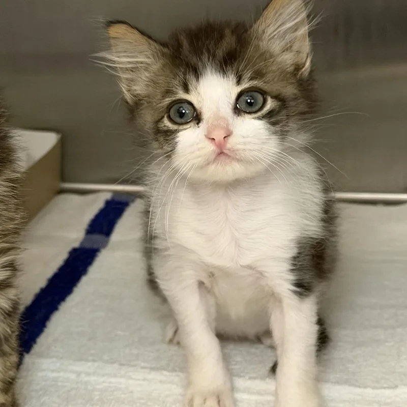 A baby small-sized male Domestic Short Hair cat named Kabob for adoption in Los Angeles, CA