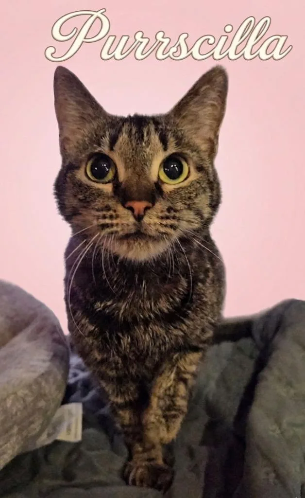 An adult small-sized female Domestic Short Hair cat named Purrscilla for adoption in Rutherfordton, NC