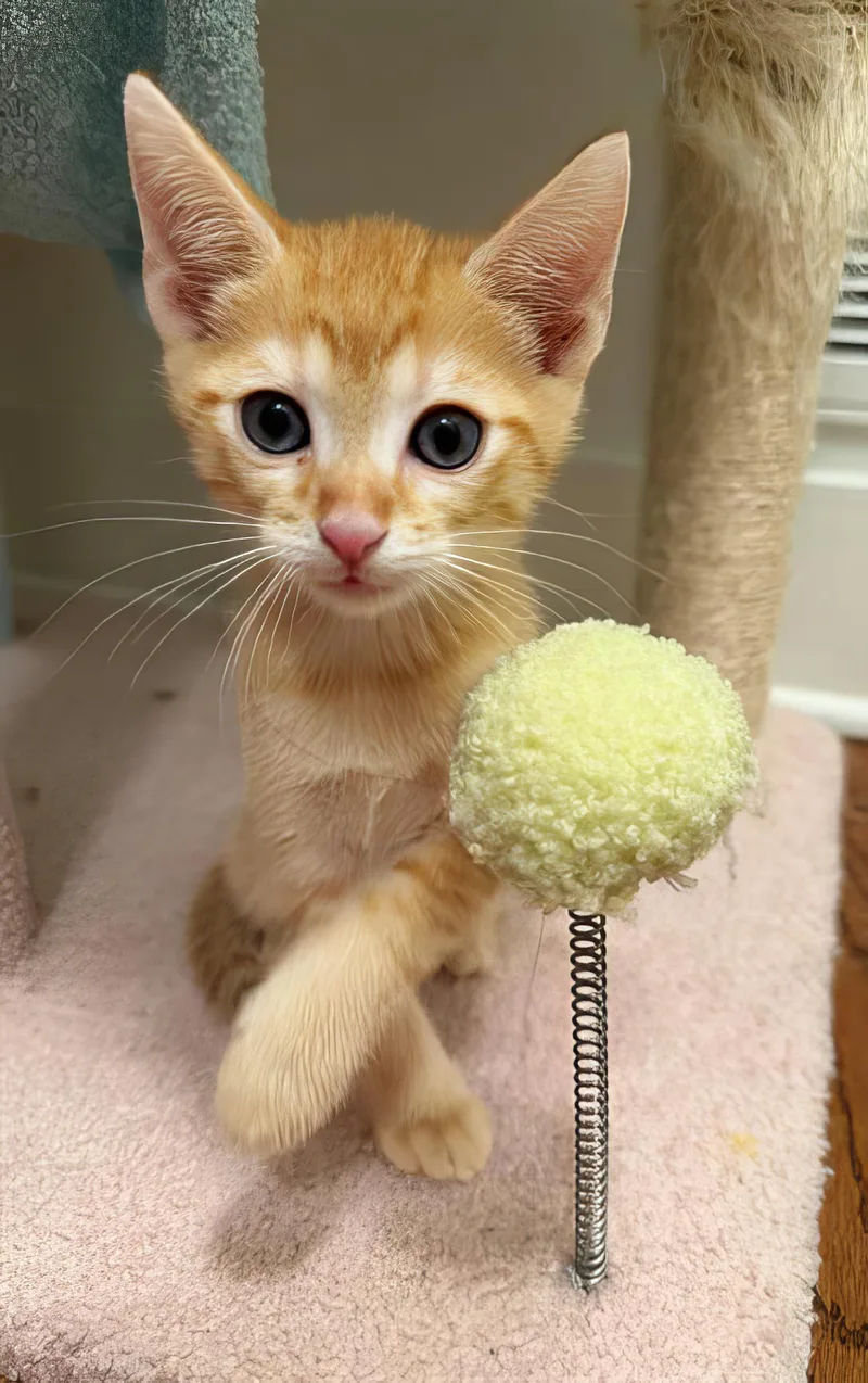 A baby medium-sized male Domestic Short Hair cat named Pants for adoption in Nashville, TN