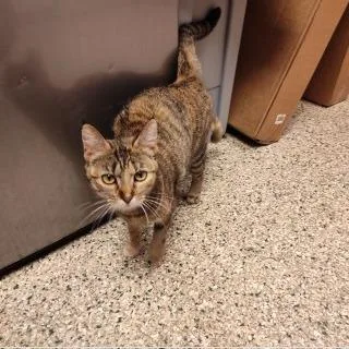 An adult medium-sized female Tortoiseshell Domestic Short Hair cat named Taffy for adoption in Cedar Rapids, IA