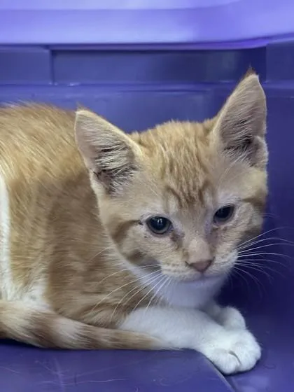 A young small-sized female Domestic Short Hair cat named Clover for adoption in Conway, AR