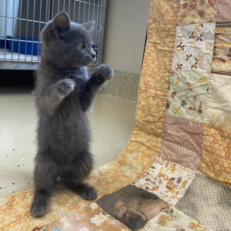 A young small-sized female Domestic Short Hair cat named Misty for adoption in Little Falls, MN