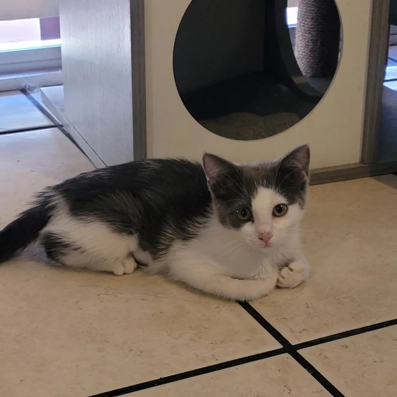 An adult medium-sized female Gray & White Domestic Short Hair cat named Alice Buttercup for adoption in SCOTTSDALE, AZ
