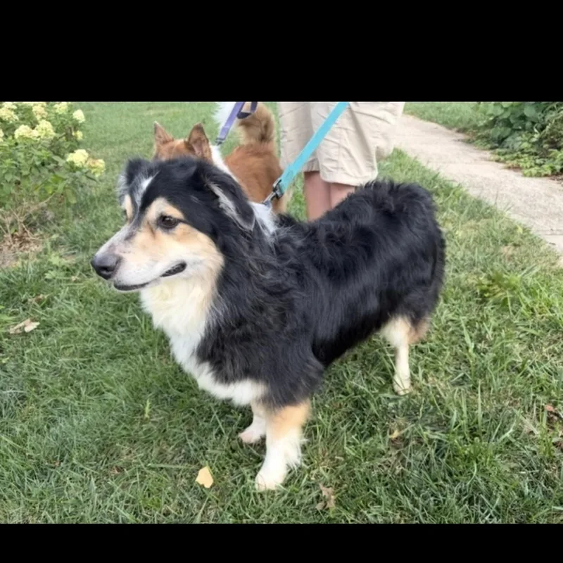 Gigi