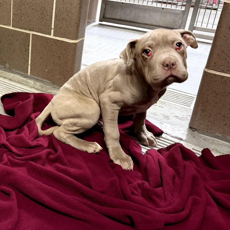 A baby small-sized female Gray / Blue / Silver Pit Bull Terrier dog named Cake for adoption in Northbrook, IL
