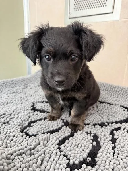 A baby medium-sized female Pit Bull Terrier dog named Electric Slide for adoption in Stratham, NH