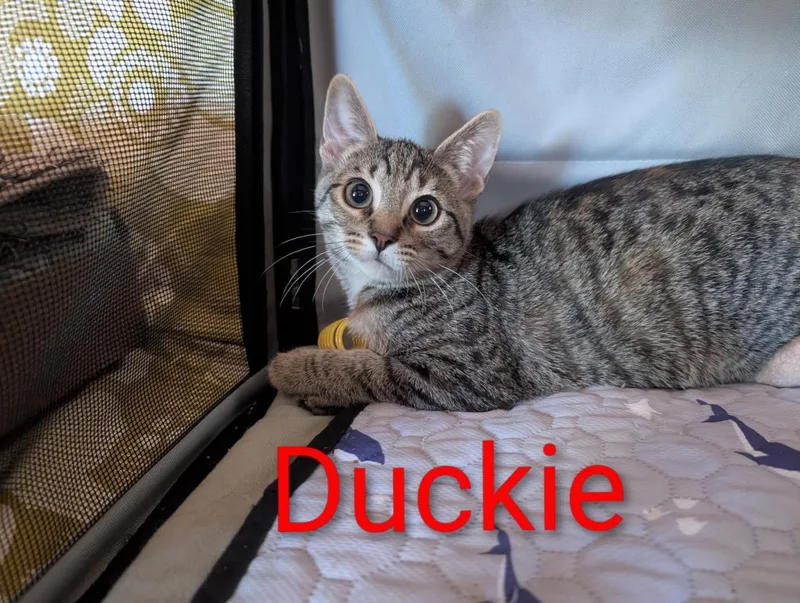 A baby small-sized female Brown / Chocolate Domestic Short Hair cat named Duckie Heber for adoption in Chandler, AZ