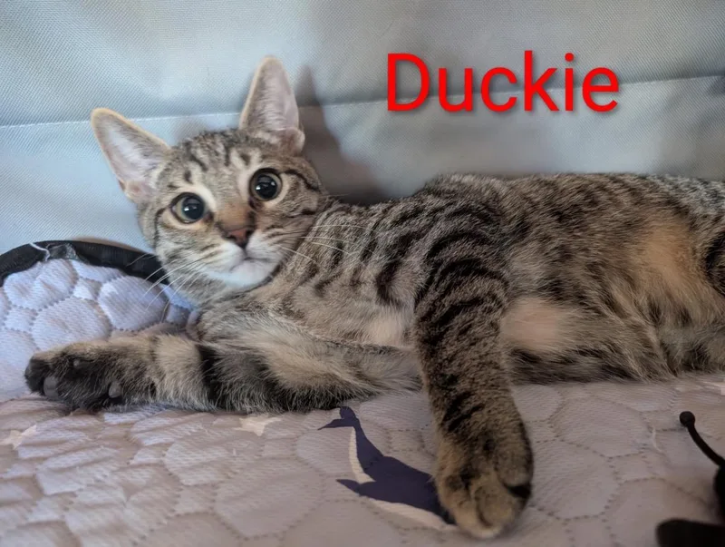 Duckie Heber thumbnail 2