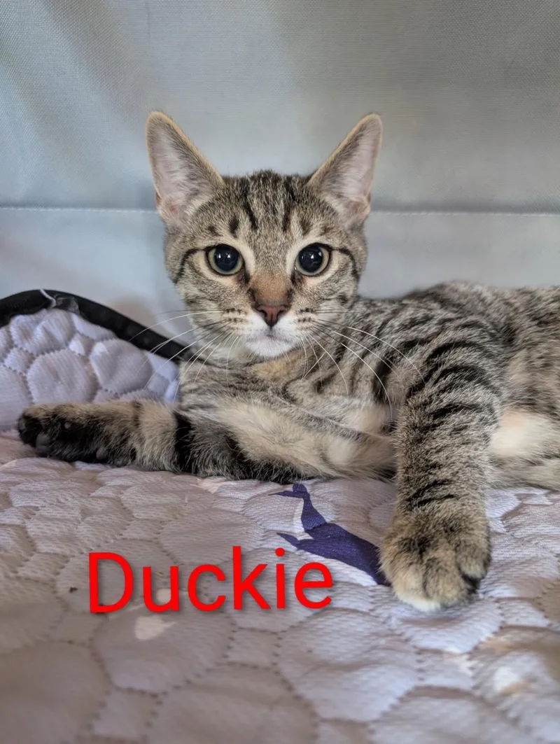 Duckie Heber thumbnail 3
