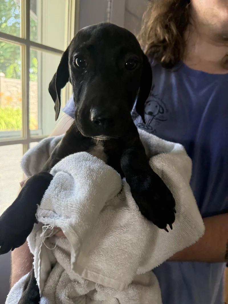 A young medium-sized female Labrador Retriever dog named Beth months AVA for adoption in Sterling, MA