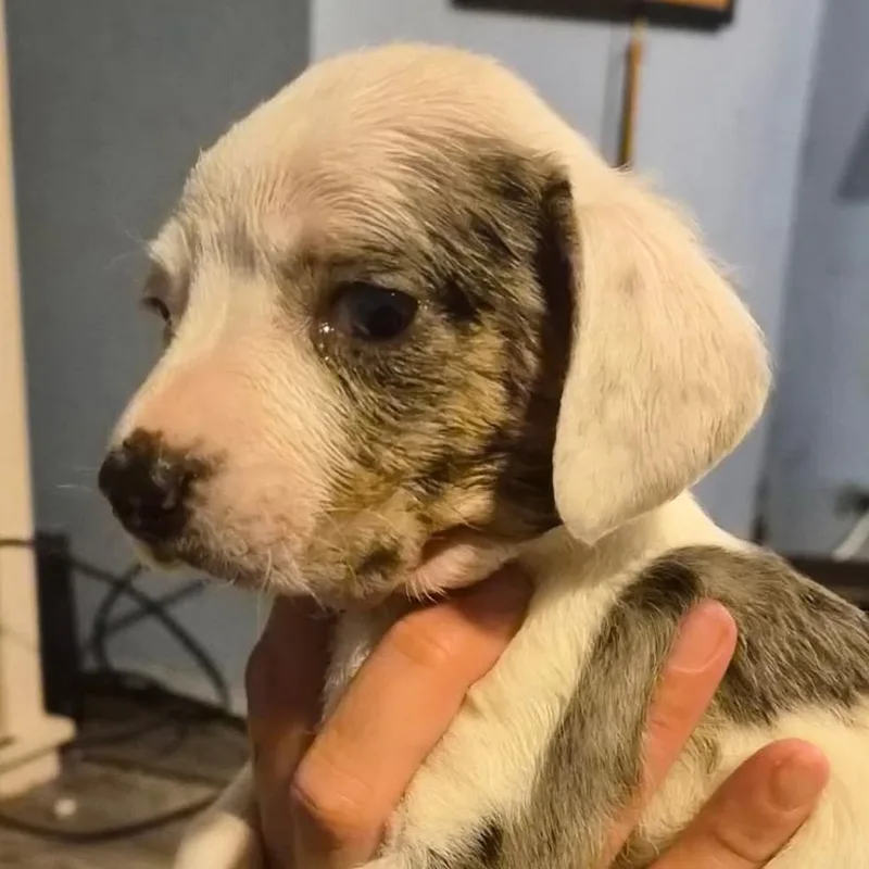 A baby small-sized male White / Cream Dachshund dog named Dredge for adoption in Madison, WI