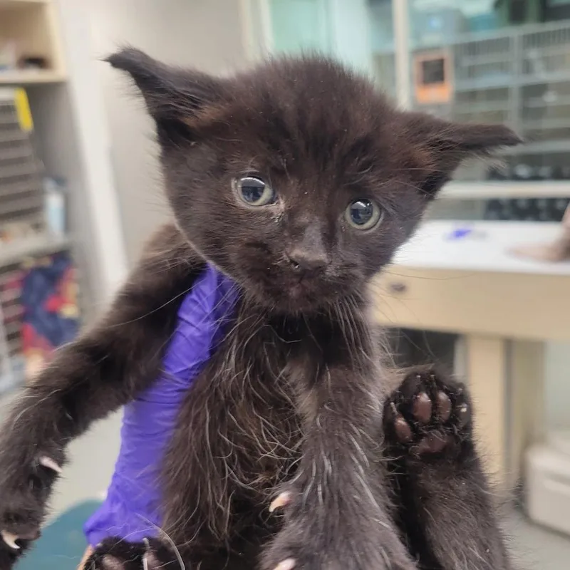 A baby small-sized male Black Domestic Short Hair cat named Sgt. Pepper for adoption in Westminster, CA