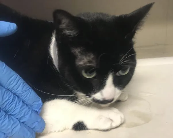 An adult medium-sized female Domestic Short Hair cat named Abby for adoption in Conroe, TX